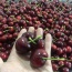 Cherry (anh đào) nhập khẩu tươi ngon loại 1
